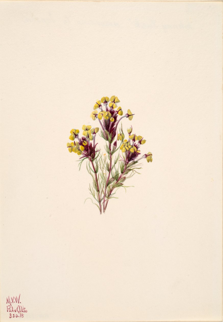 Uggleklöver Orthocarpus erianthus, 1935. av Mary Vaux Walcott