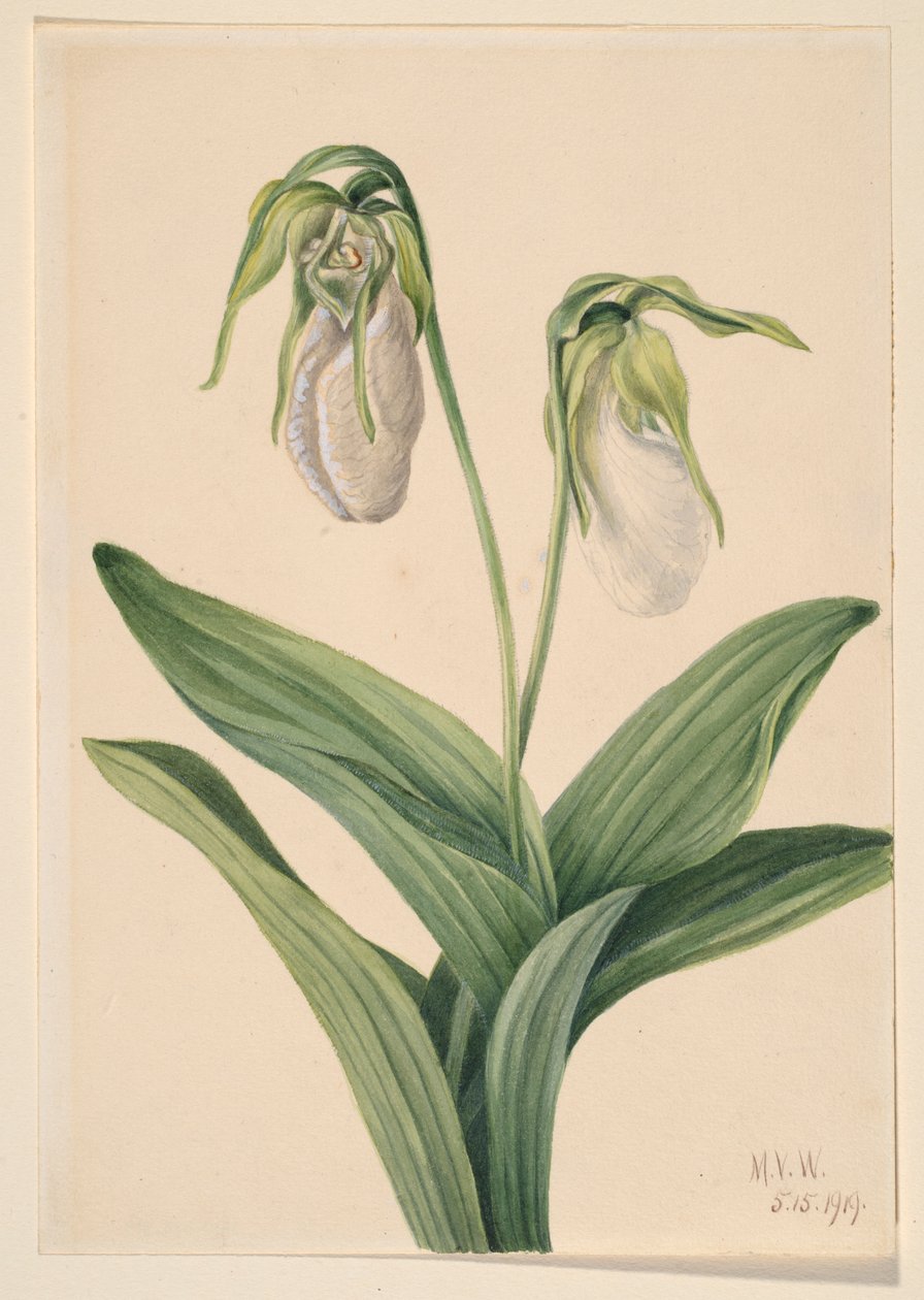 Blek jungfrutoffla (Cypridedium acaule) av Mary Vaux Walcott