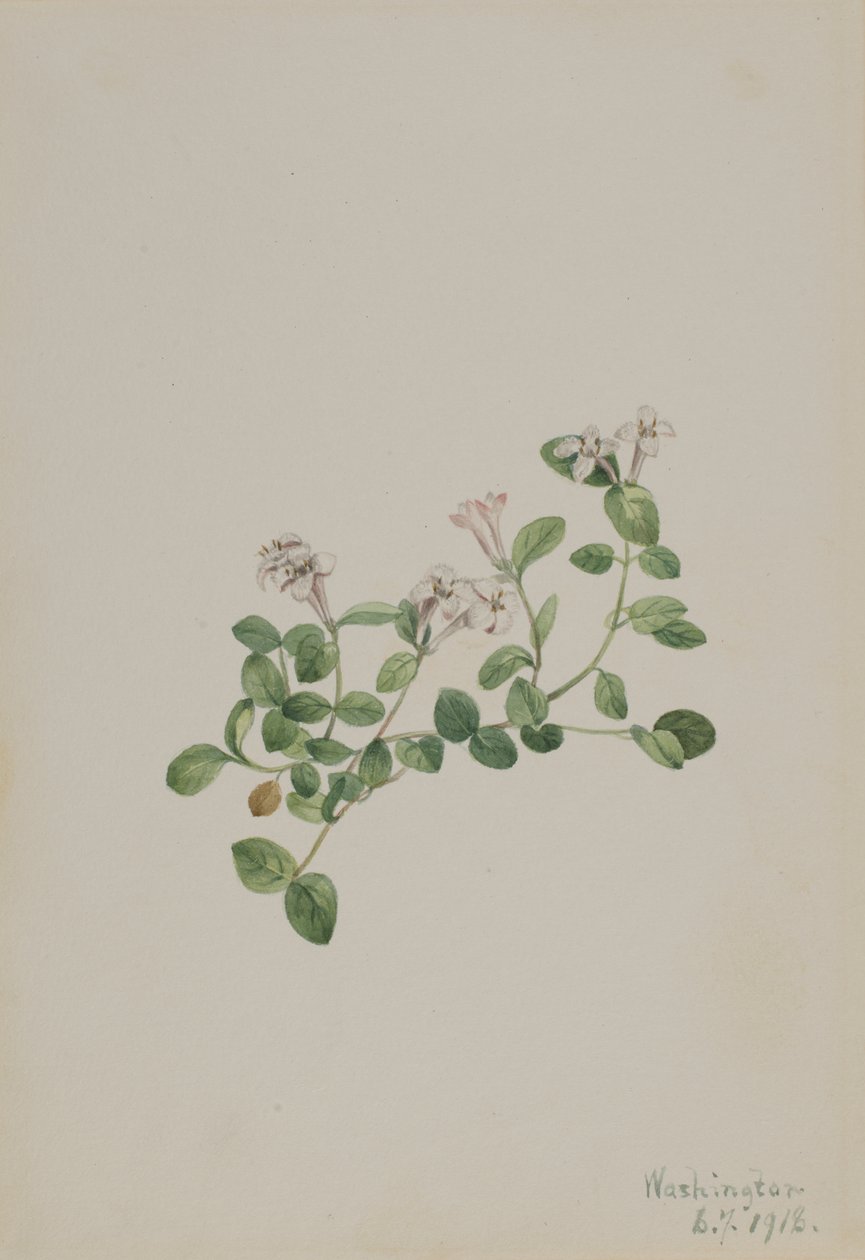 Partridgeberry (Mitchella repena) av Mary Vaux Walcott