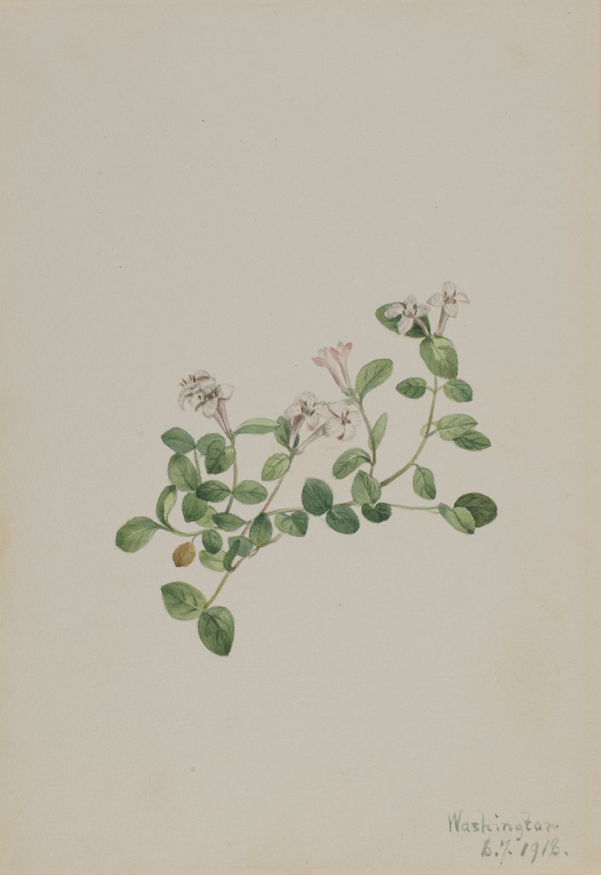Partridgeberry Mitchella repens, 1918. av Mary Vaux Walcott