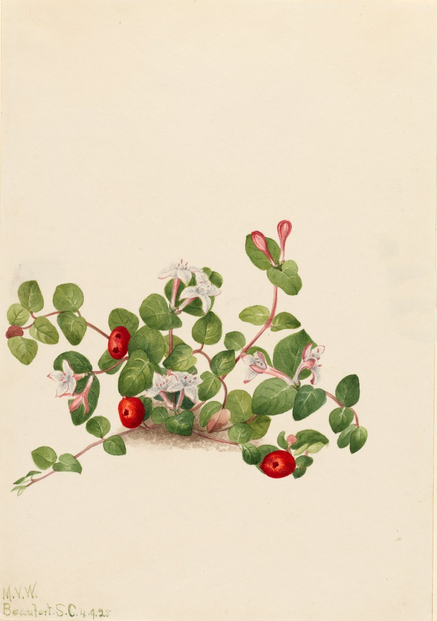 Partridgeberry Mitchella repens, 1925. av Mary Vaux Walcott