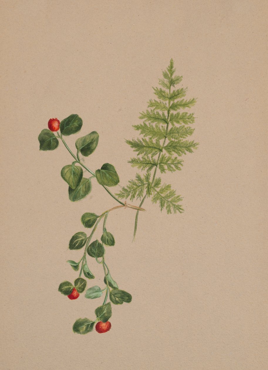 Partridgeberry Mitchella repens, ca. 1883. av Mary Vaux Walcott