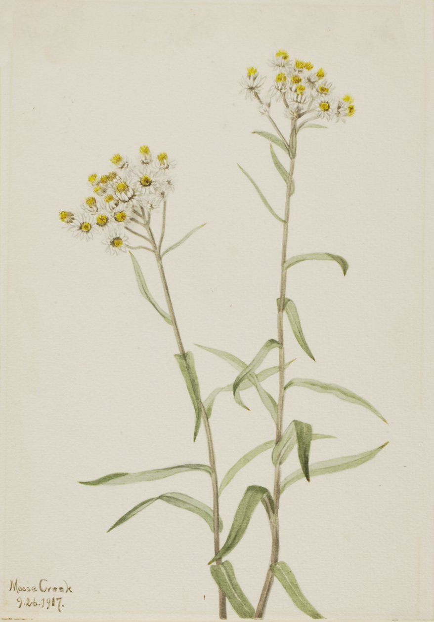 Pearl Everlasting Anaphalis margaritacea, 1917. av Mary Vaux Walcott