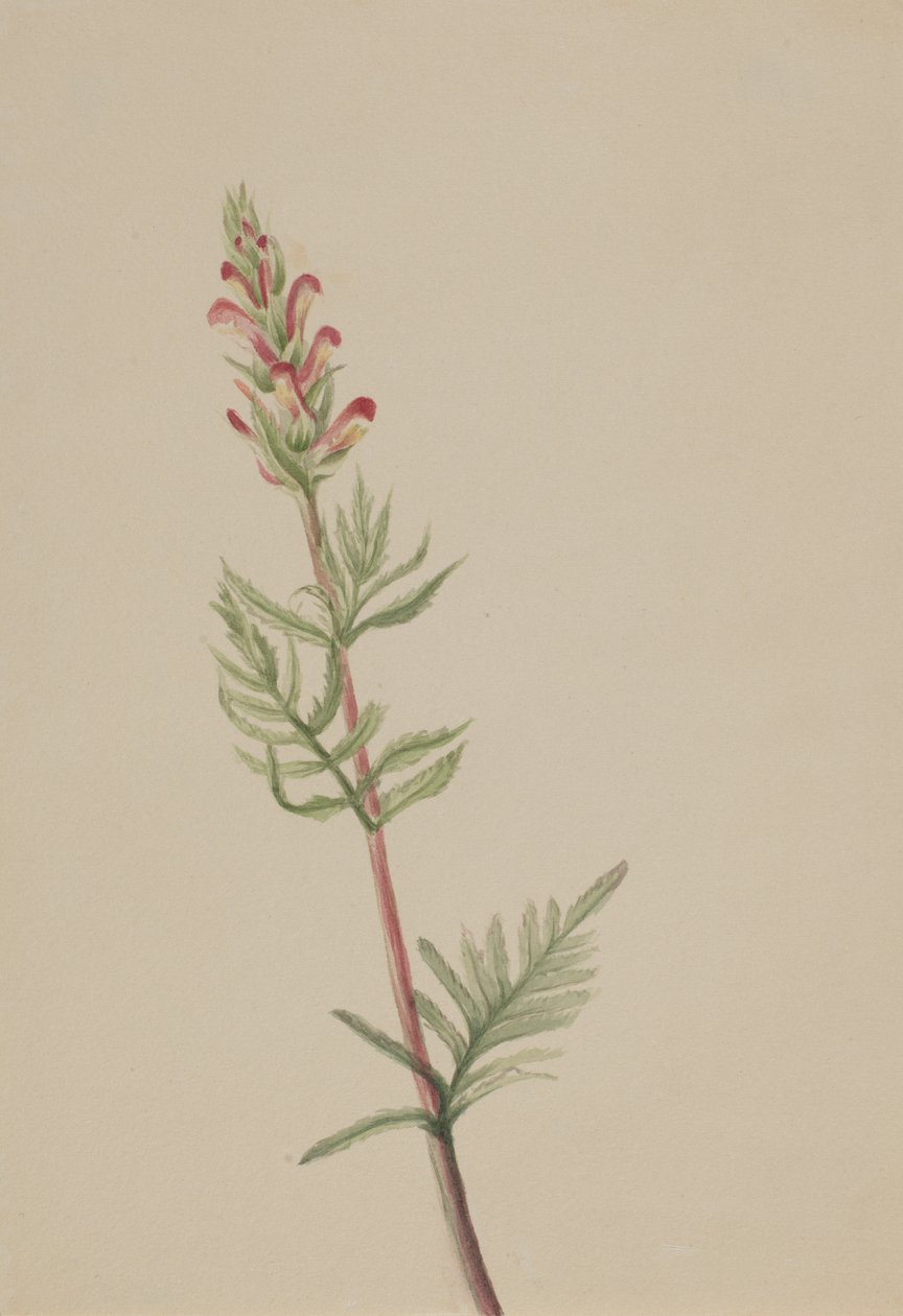 Pedicularis bracteosa, ca. 1917-1918. av Mary Vaux Walcott