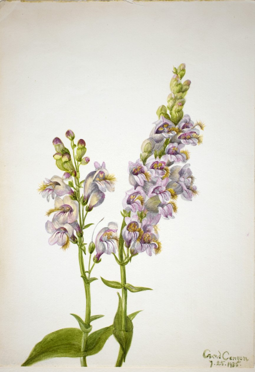 Pentstemon (Pentstemon macranthus) av Mary Vaux Walcott