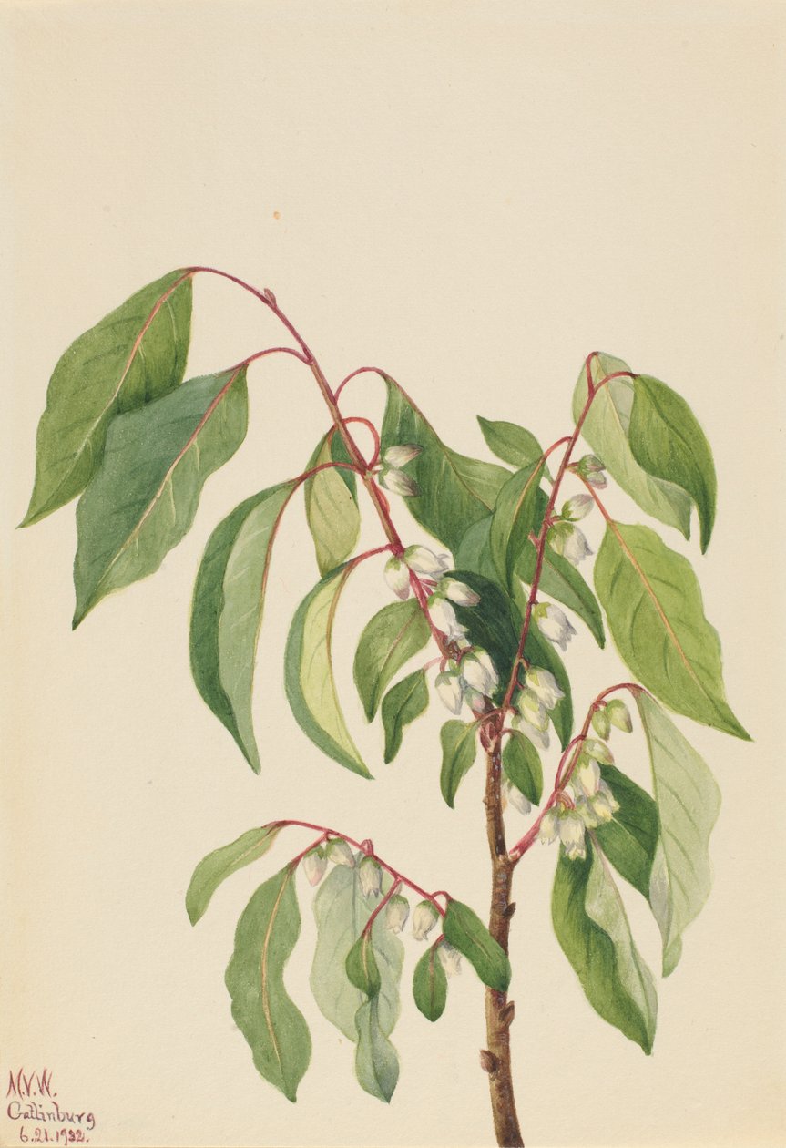 Persimmon (Diospyros virginiana) av Mary Vaux Walcott