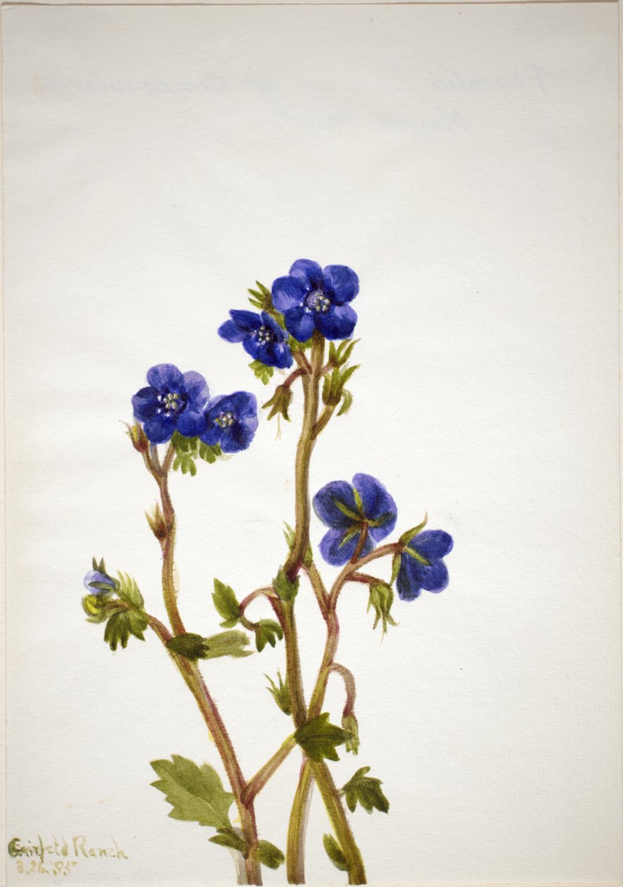 Phacelia Phacelia parryi, 1935. av Mary Vaux Walcott