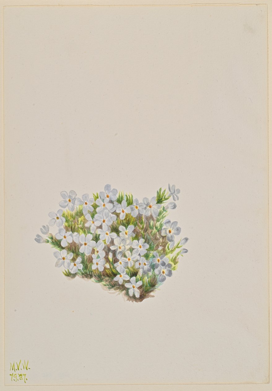 Phlox Phlox caespitosa, 1937. av Mary Vaux Walcott