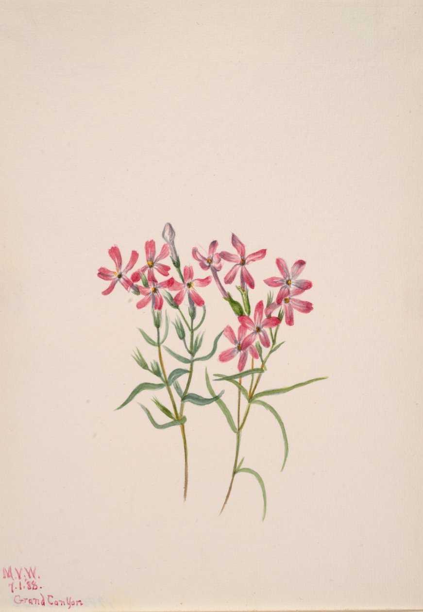Phlox stansburyi, 1938. av Mary Vaux Walcott