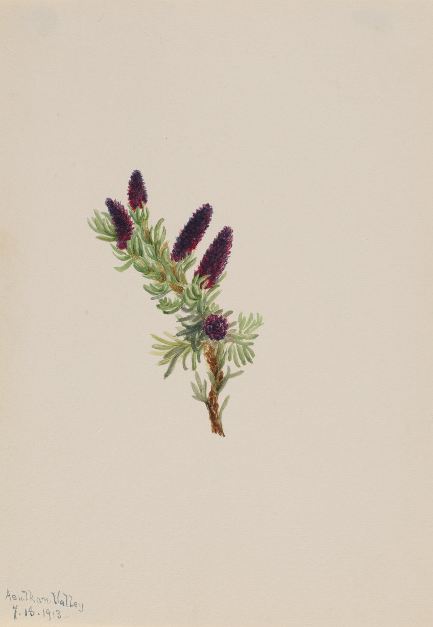 Picea engelmanni, 1913. av Mary Vaux Walcott