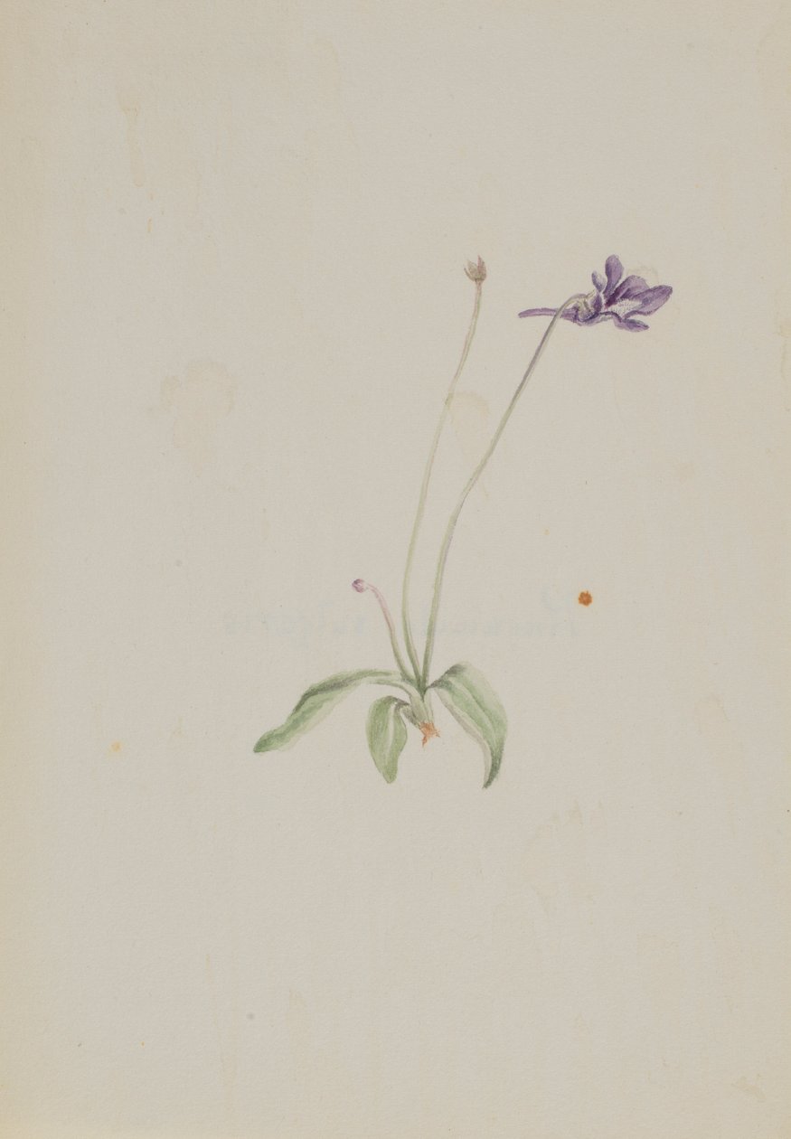 Pinguicula vulgaris av Mary Vaux Walcott