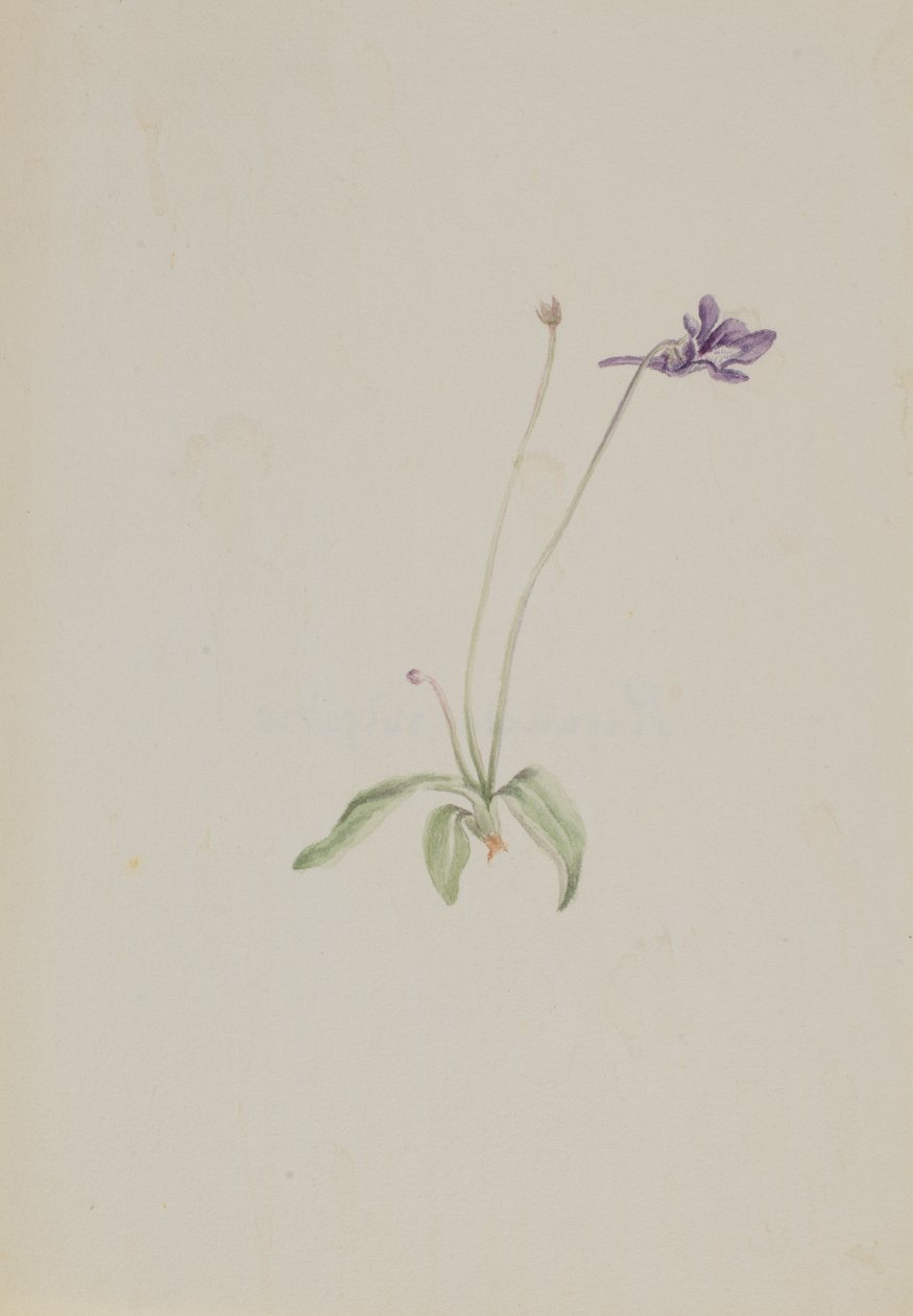 Pinguicula vulgaris, ca. tidigt 1930-tal. av Mary Vaux Walcott