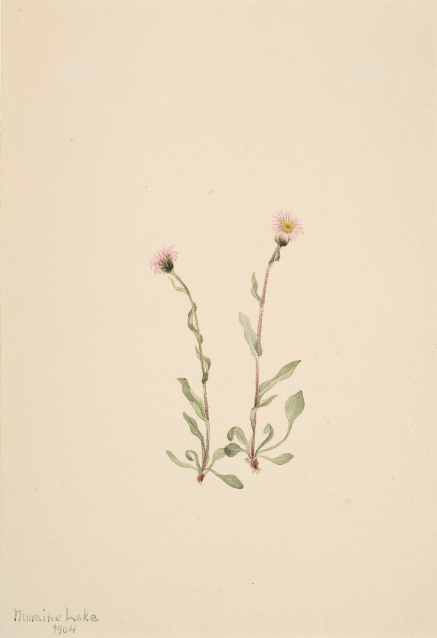 Pink Fleabane Erigeron jucundus, 1904. av Mary Vaux Walcott