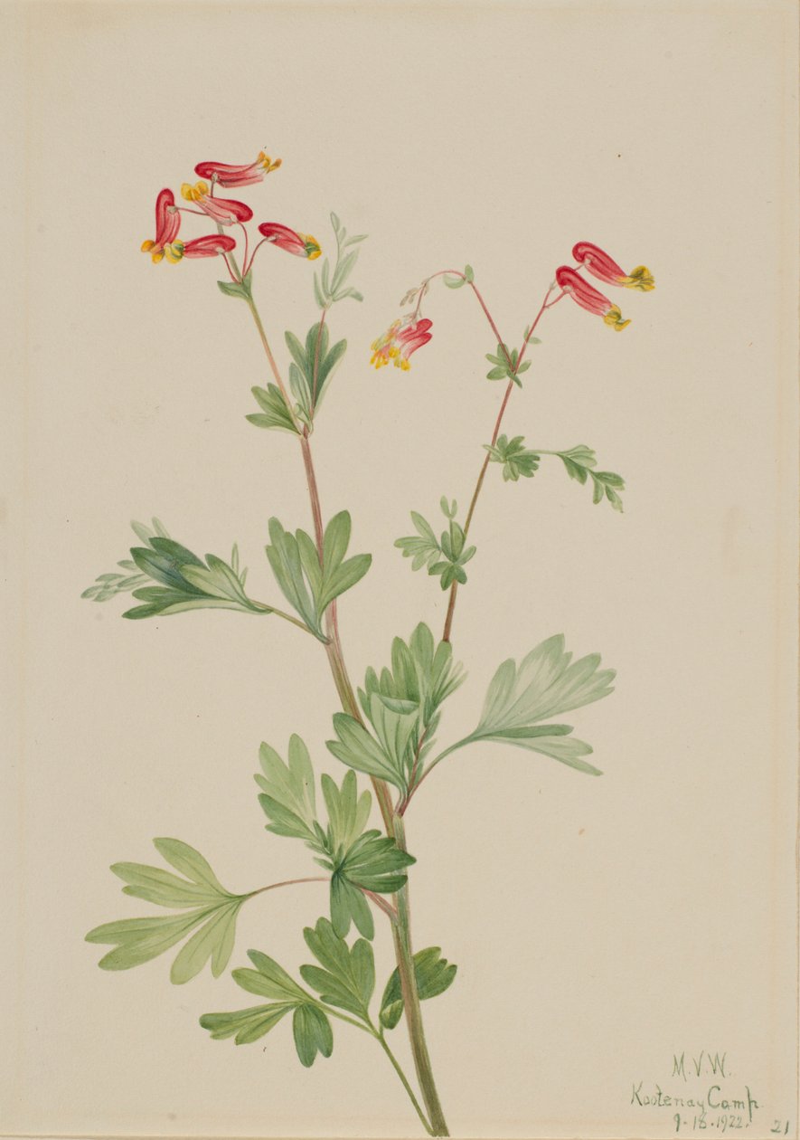 Rosafärgad skogsknipprot (Capnoides sempervirens) av Mary Vaux Walcott