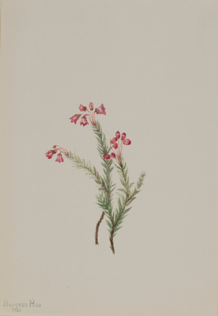 Rosa ljung (Phyllodoce empetriformis) av Mary Vaux Walcott