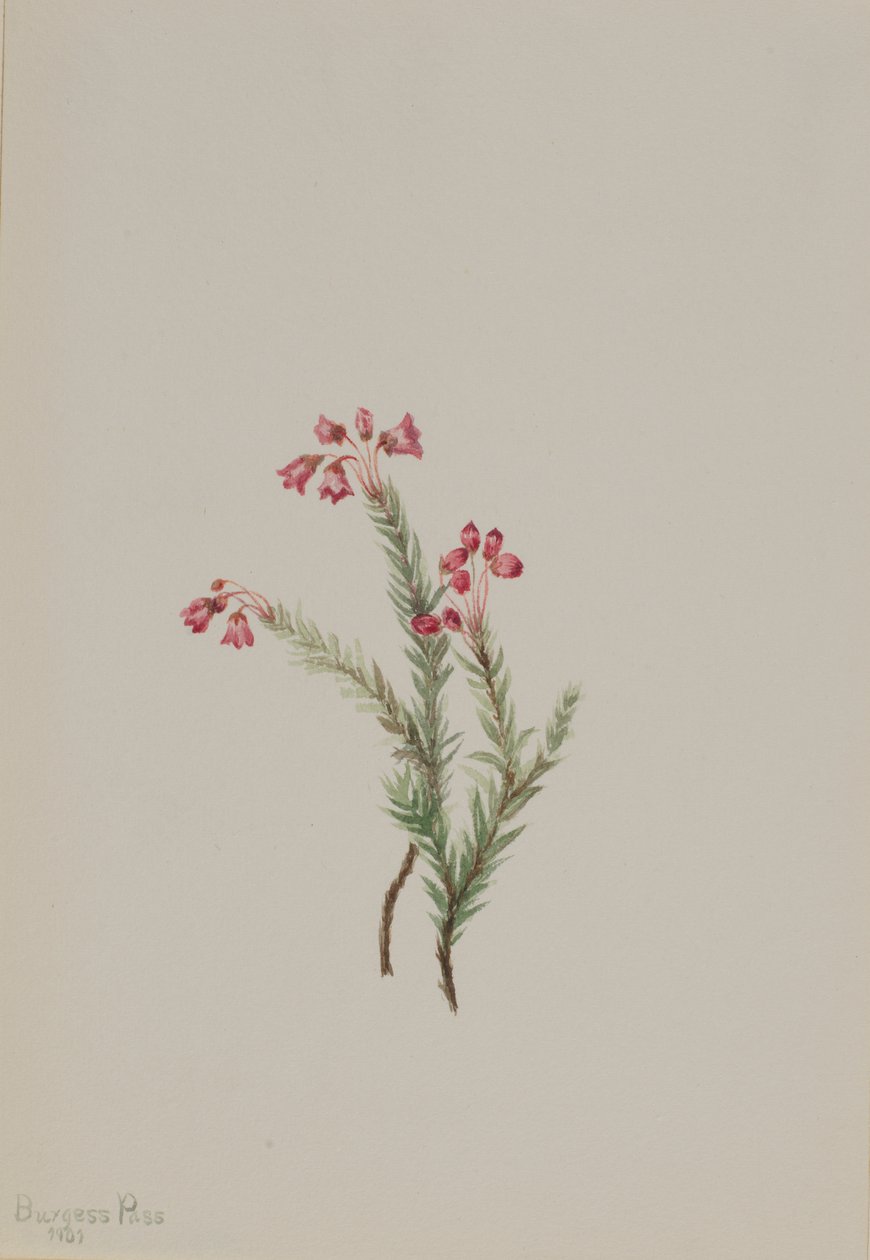 Rosa ljung Phyllodoce empetriformis, 1901. av Mary Vaux Walcott