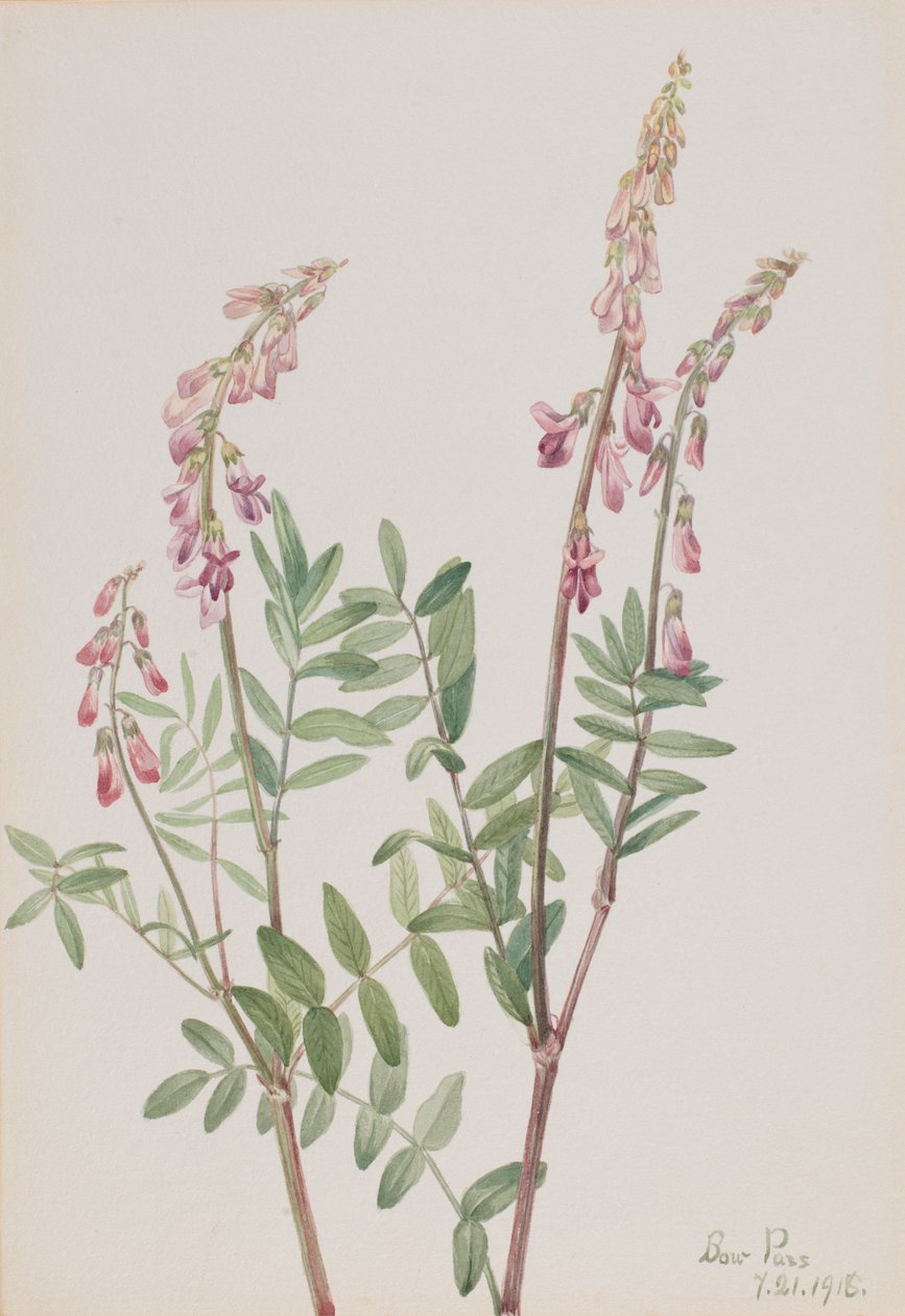 Pink Hedys American Hedys, 1918. av Mary Vaux Walcott