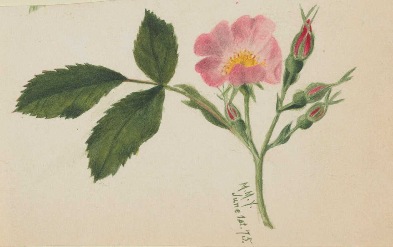 Rosa ros av Mary Vaux Walcott