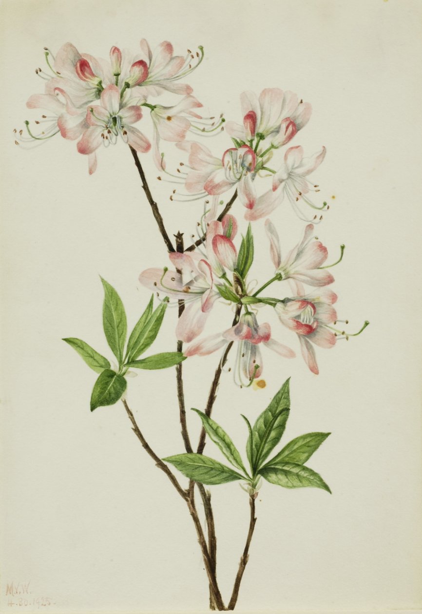Pinkshell-azalea (Azalea vaseyi) av Mary Vaux Walcott
