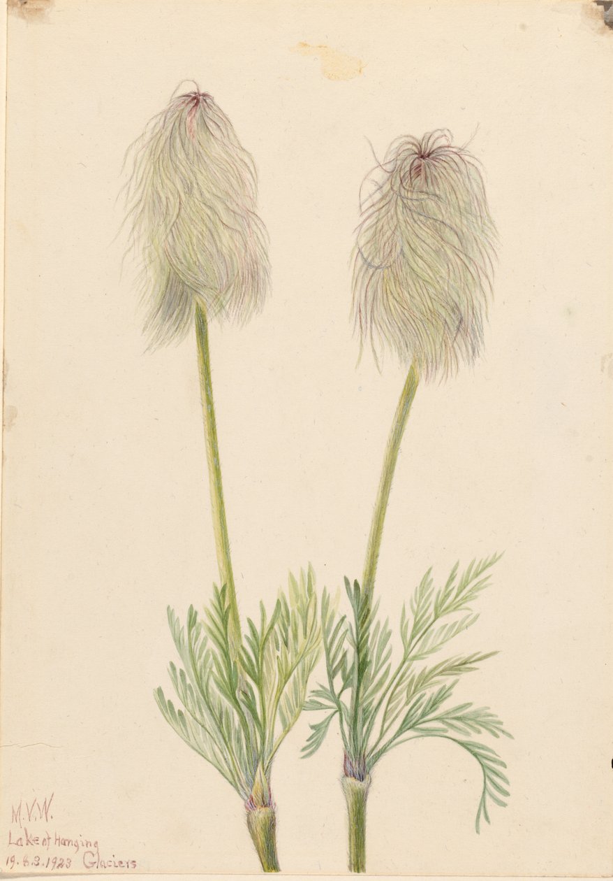Plymanemone (Pulsatilla occidentalis) av Mary Vaux Walcott