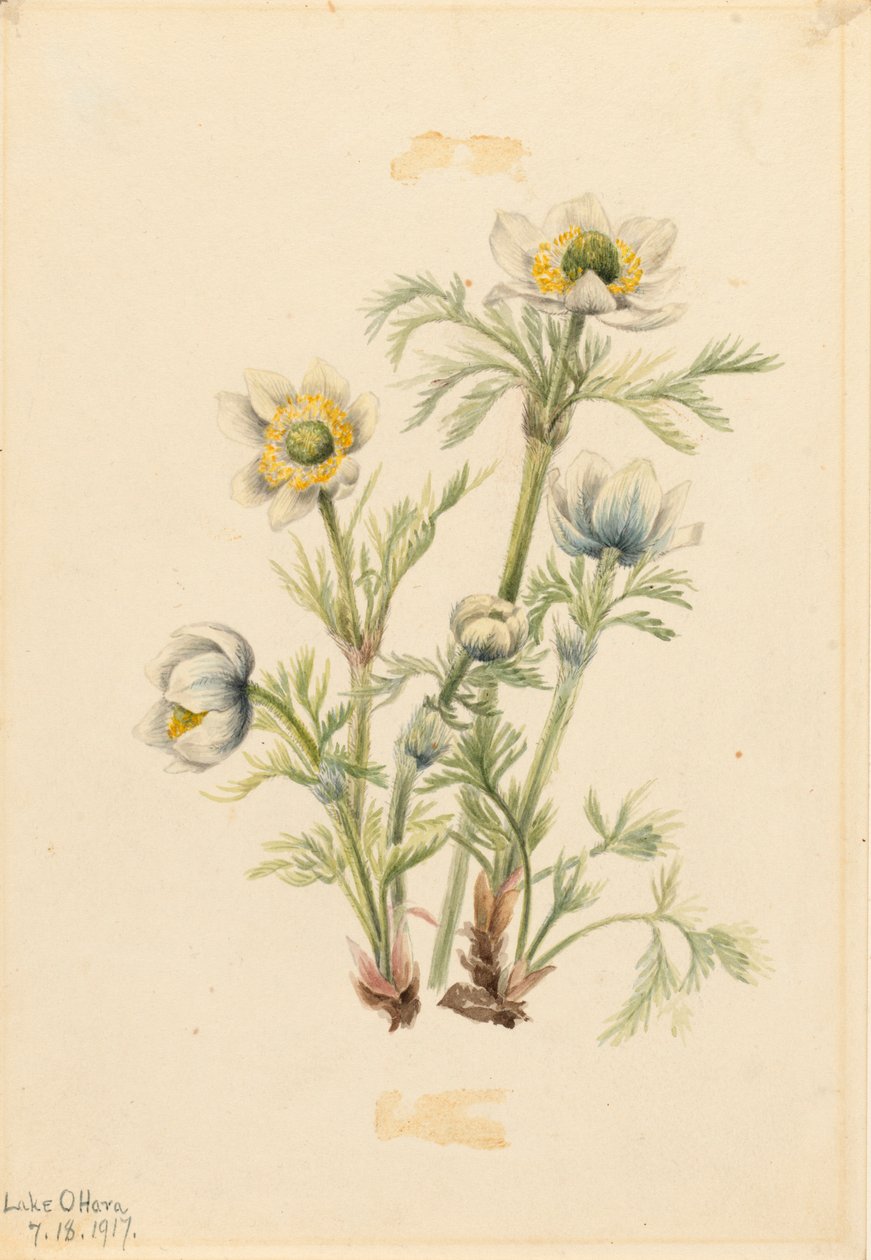 Plymanemon Pulsatilla occidentalis, 1917. av Mary Vaux Walcott