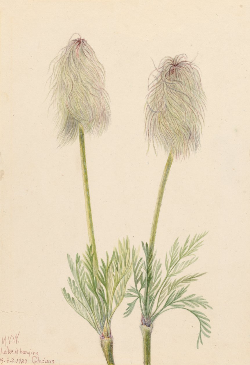 Plymanemon Pulsatilla occidentalis, 1923. av Mary Vaux Walcott