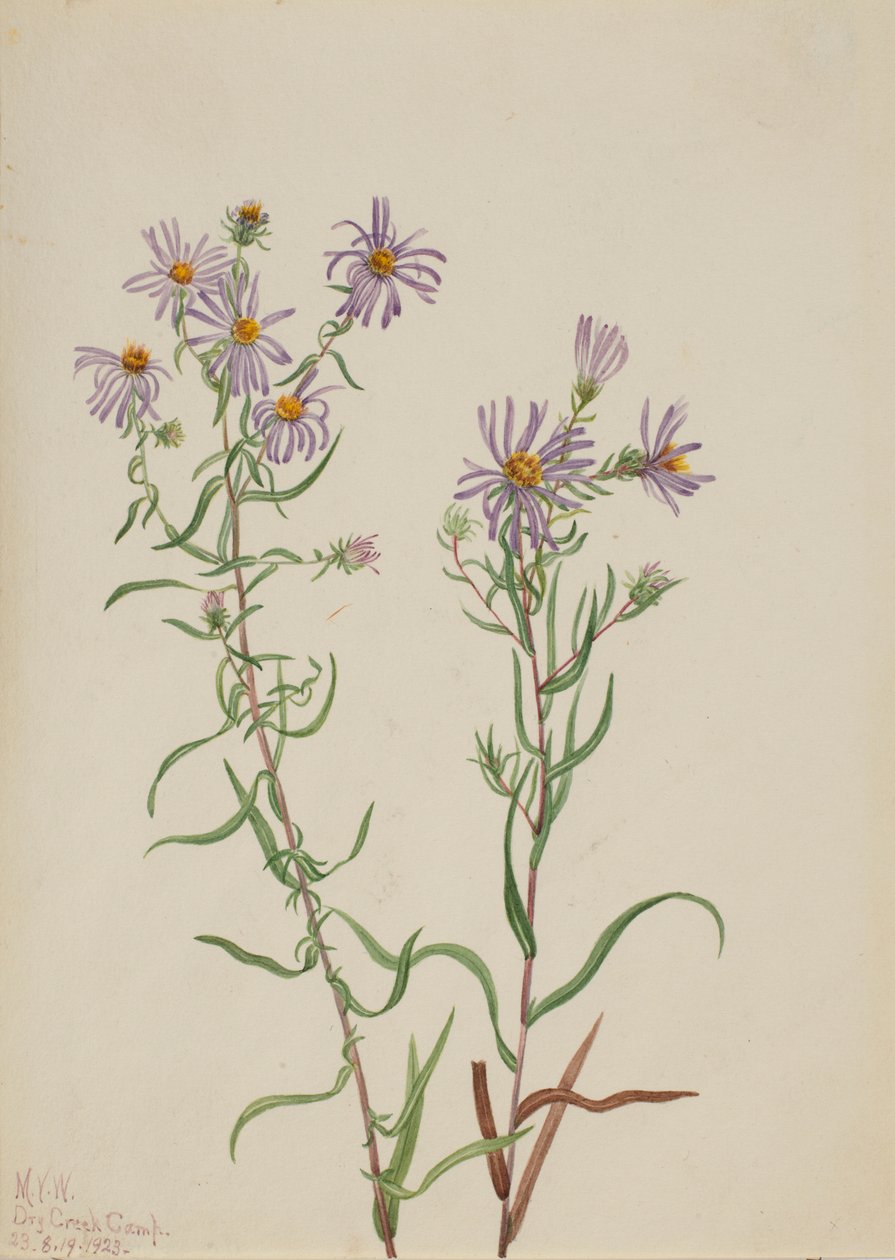 Prärieaster (Aster campestris) av Mary Vaux Walcott