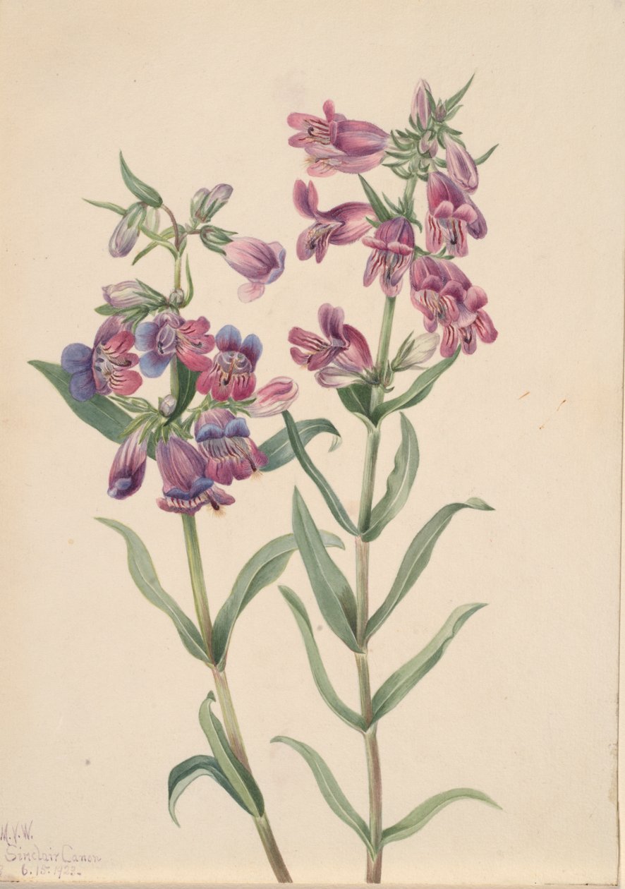 Prairie Penstemon Penstemon erianthera, 1923. av Mary Vaux Walcott