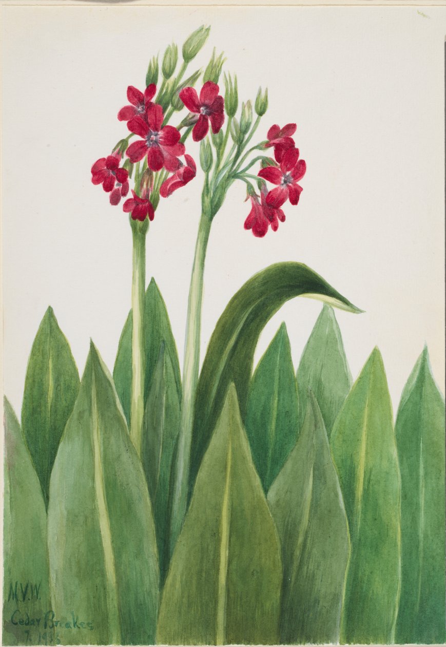 Primula parryi (Primula parryi) av Mary Vaux Walcott