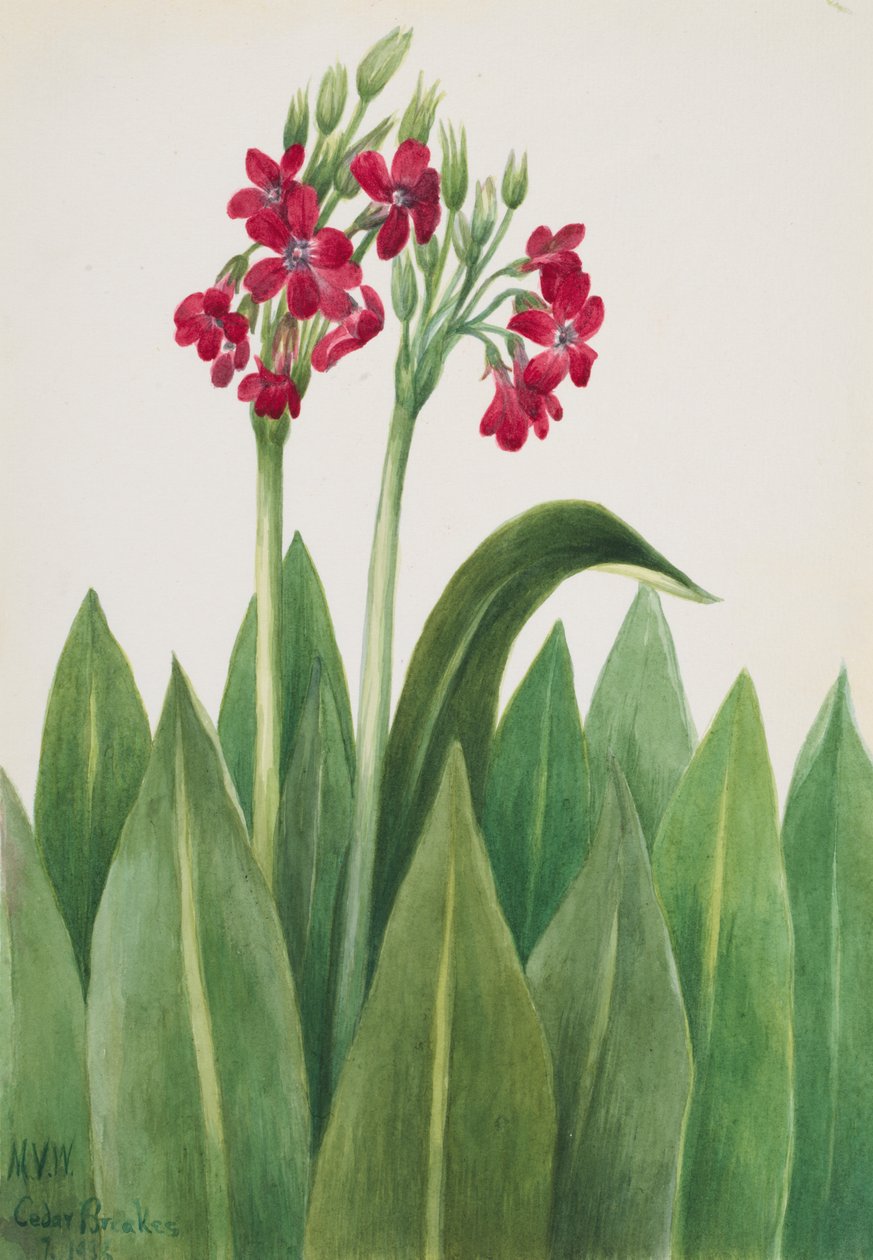 Primrose Primula parryi, 1938. av Mary Vaux Walcott