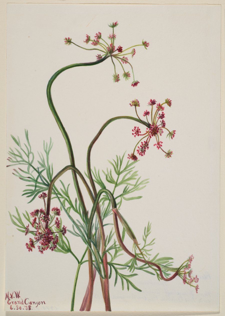 Pseudocymopterus montanus av Mary Vaux Walcott