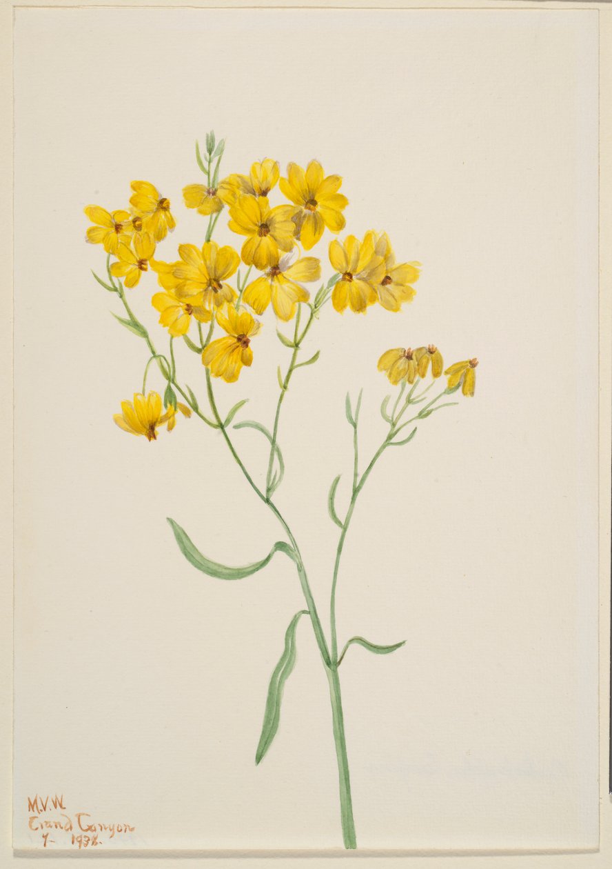 Psilostrophe sparsiflora av Mary Vaux Walcott