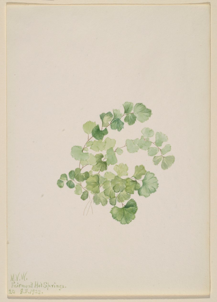 Puccoon (Lithospermum ruderale) av Mary Vaux Walcott