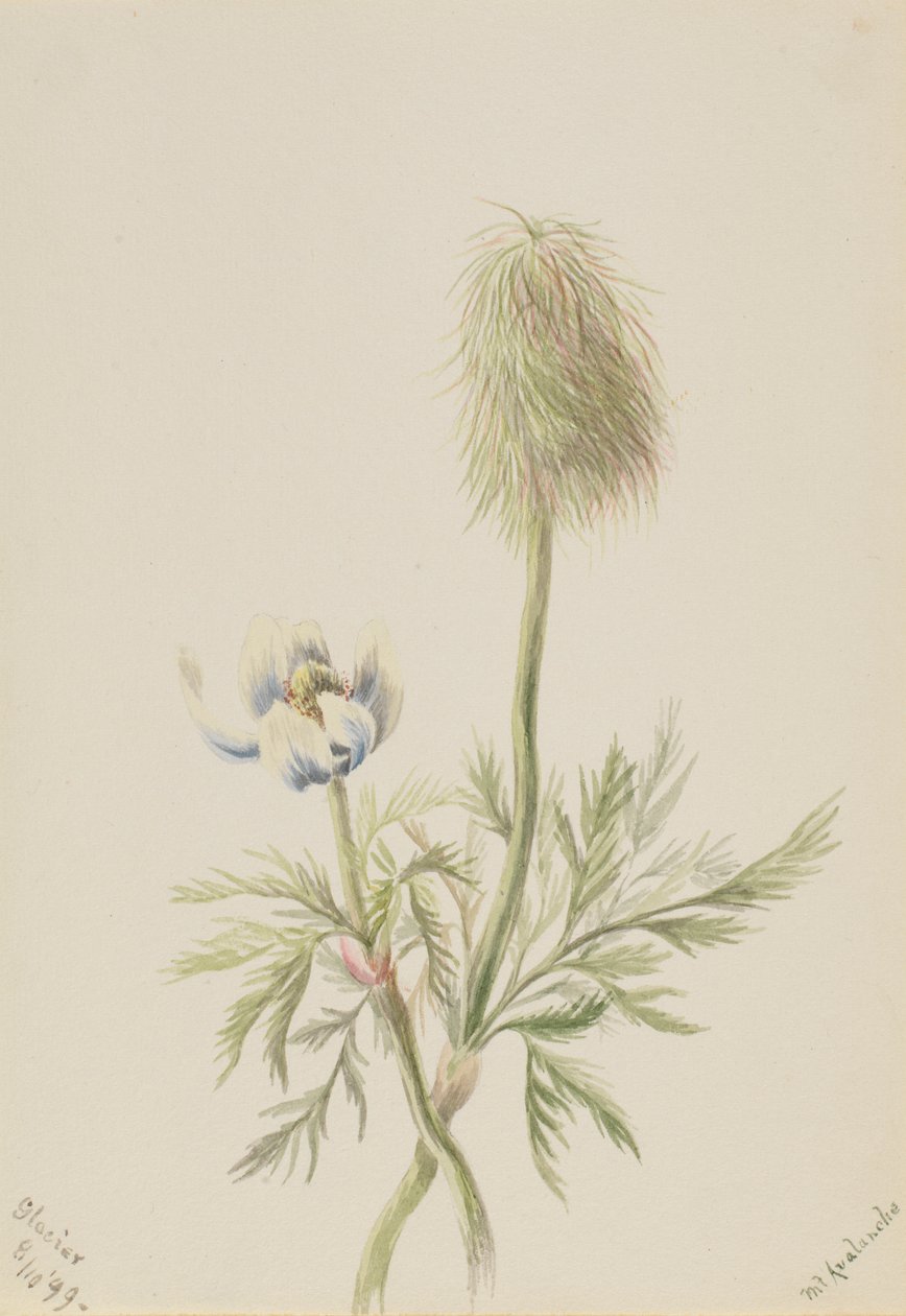 Pulsatilla occidentalis av Mary Vaux Walcott