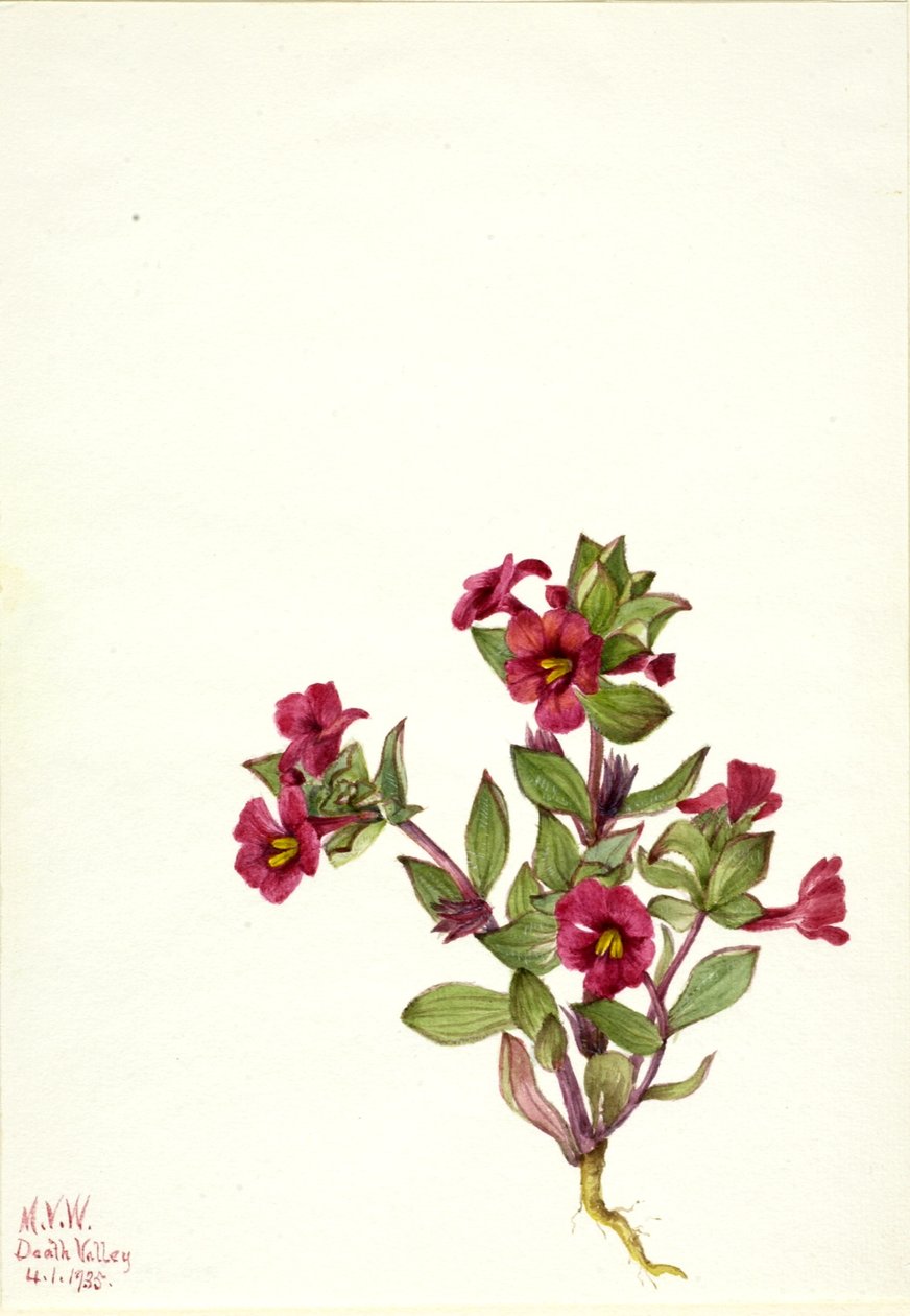Purpurfärgad apblomma (Mimulus bigelovii) av Mary Vaux Walcott
