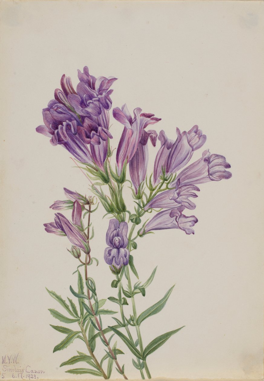 Purpurfärgad Pentstemon (Pentstemon lyallii) av Mary Vaux Walcott