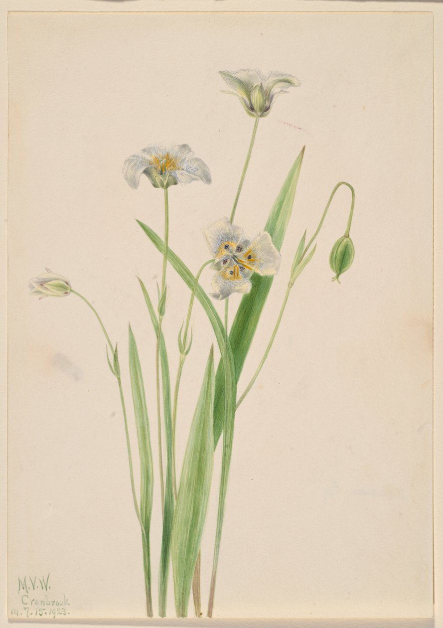 Musöron (Calochortus elegans) av Mary Vaux Walcott