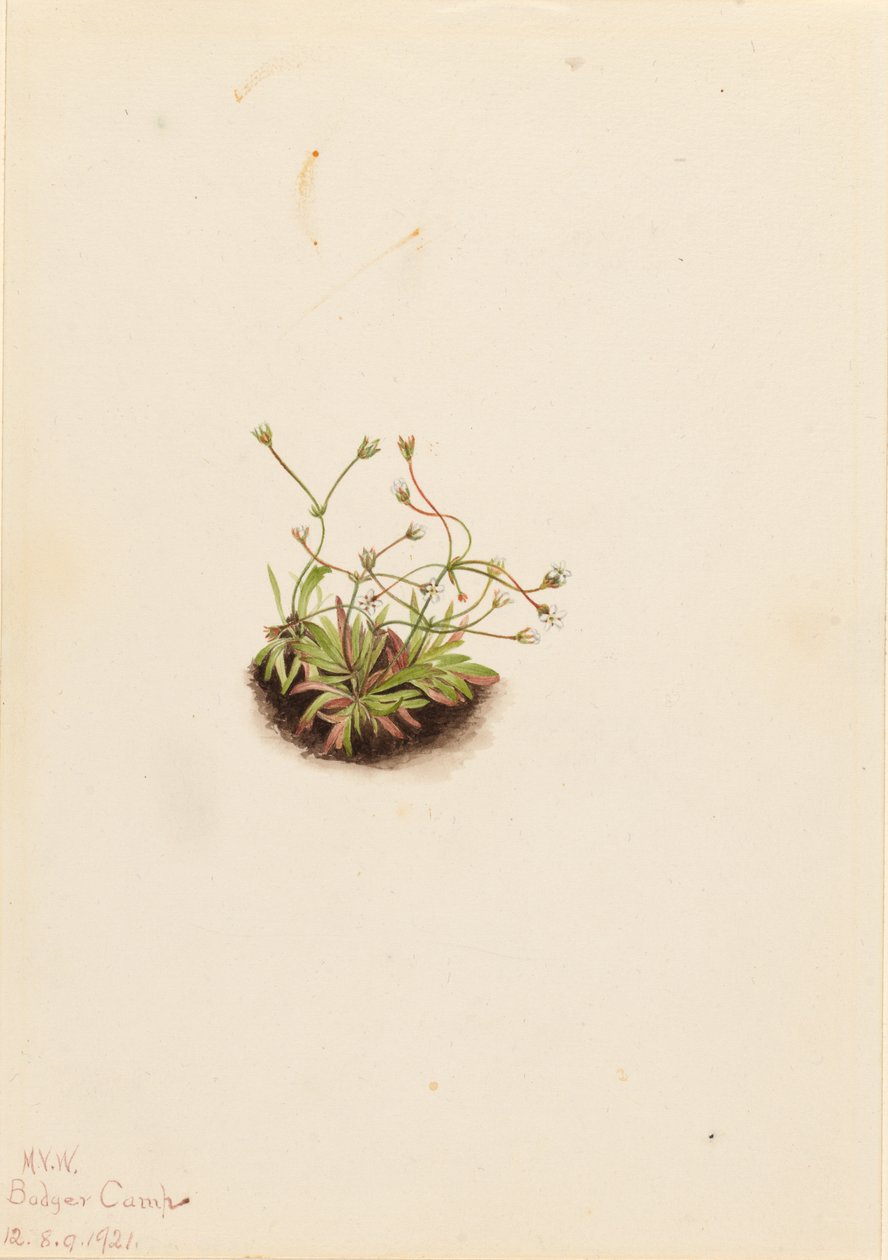 Dvärg-androsace (Androsace subumbellata) av Mary Vaux Walcott