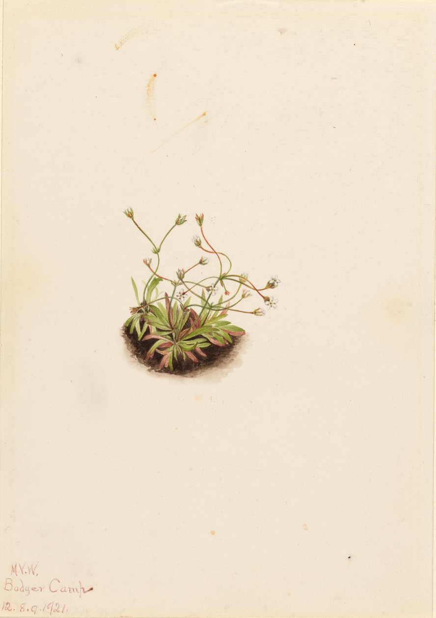 Pygmé Androsace Androsace subumbellata, 1921. av Mary Vaux Walcott