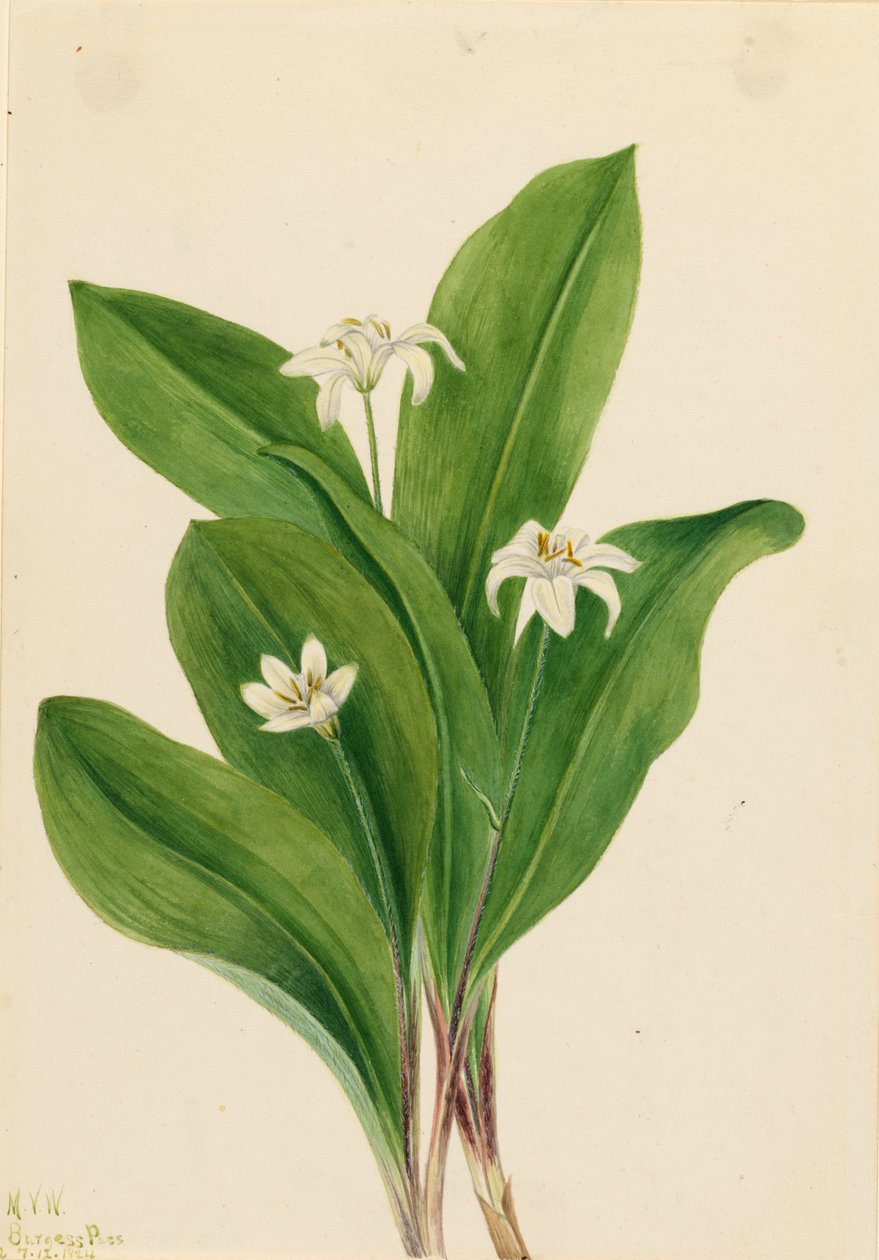 Drottningblomma (Clintonia uniflora) av Mary Vaux Walcott