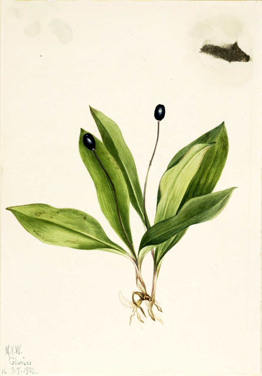 Drottningblomma (Clintonia uniflora) av Mary Vaux Walcott
