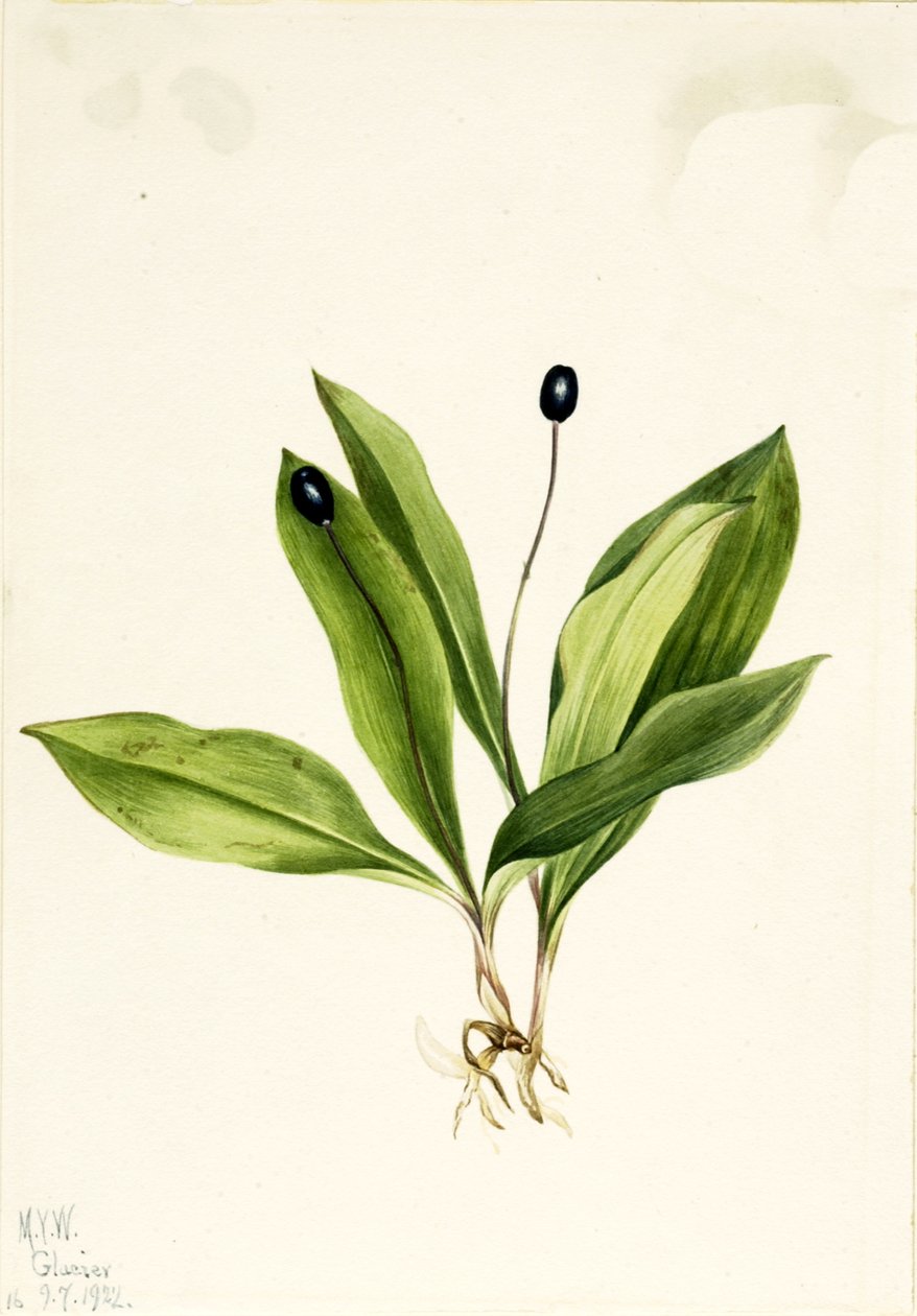 Queencup Clintonia uniflora, 1922. av Mary Vaux Walcott