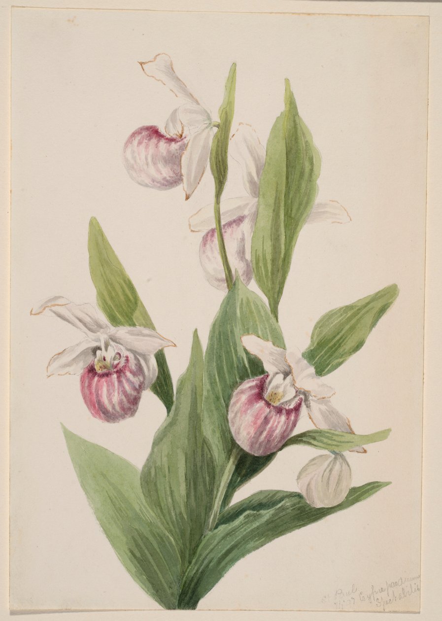 Drottningtoffla (Cypripedium reginae) av Mary Vaux Walcott