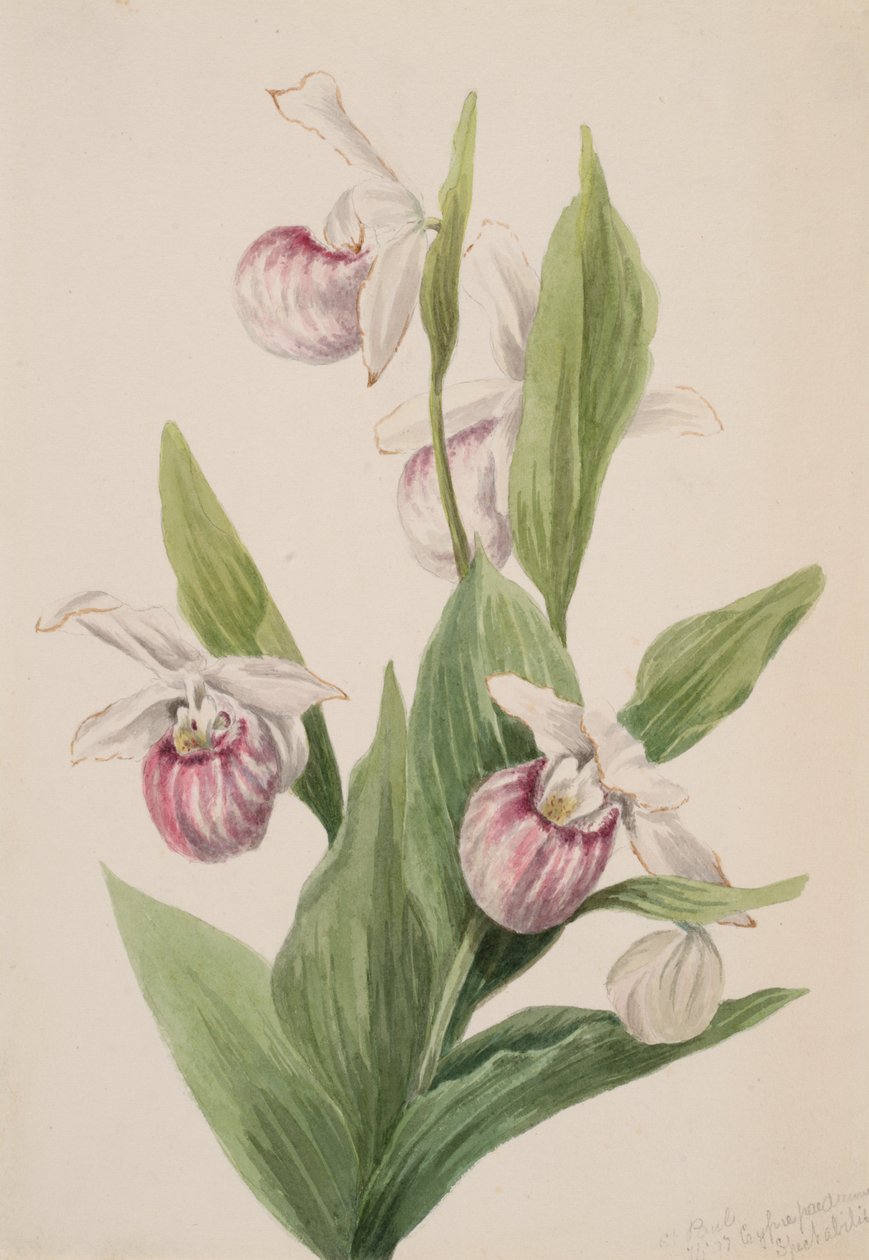 Drottningens tofflor Cypripedium reginae, 1897. av Mary Vaux Walcott