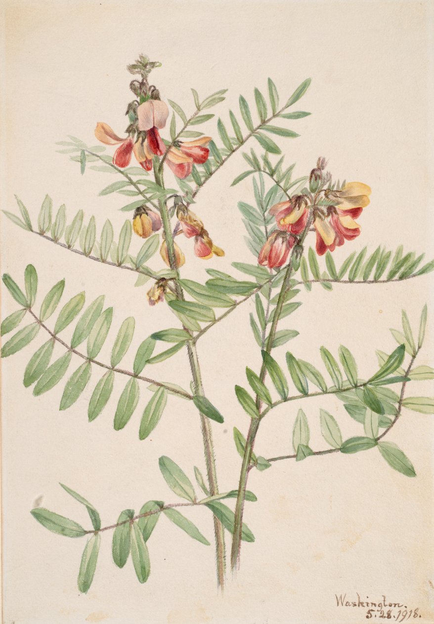 Rabbitbean Cracca virginiana, 1918. av Mary Vaux Walcott