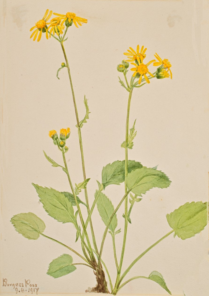 Torsört Senecio burkei, 1917. av Mary Vaux Walcott