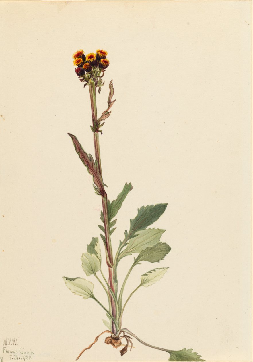 Rayless Groundsel Senecio pauciflorus, 1921. av Mary Vaux Walcott