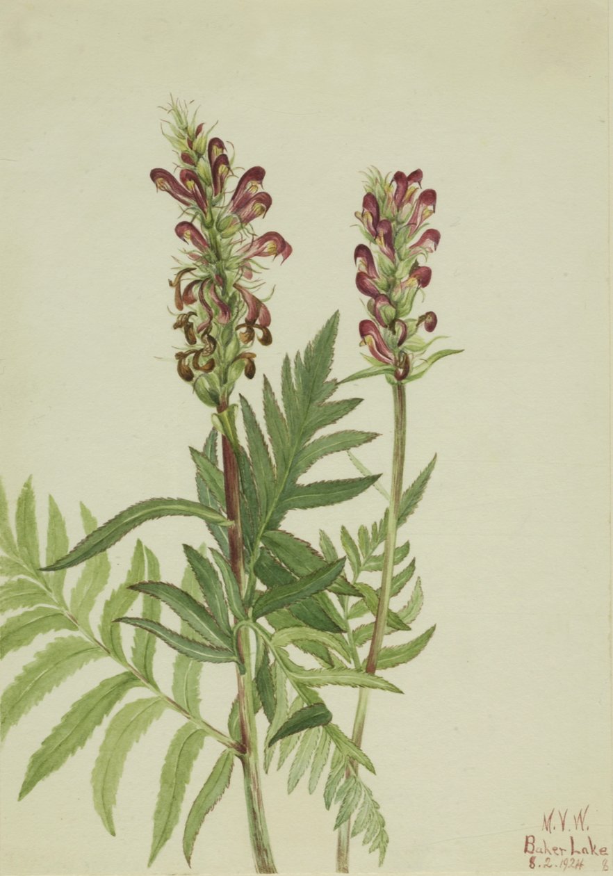 Rödhjälm Pedicularis bracteosa, 1924. av Mary Vaux Walcott
