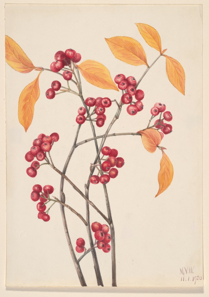 Röda chokeberry Aronia arbutifolia, 1920. av Mary Vaux Walcott
