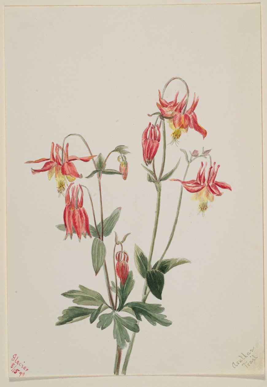 Röd Columbine (Aquilegia formosa) av Mary Vaux Walcott